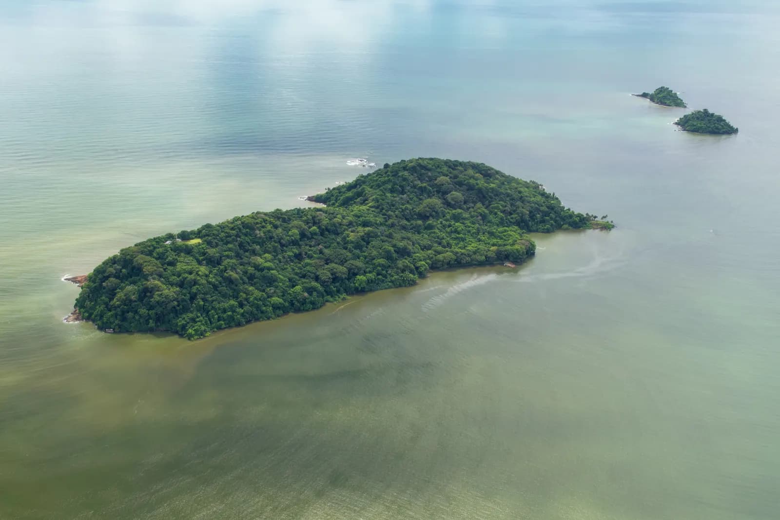Excursion en bateau vers l’Îlet la Mère : Nature, Histoire et Rencontre avec les Saïmiris et les Dauphins Sotalies