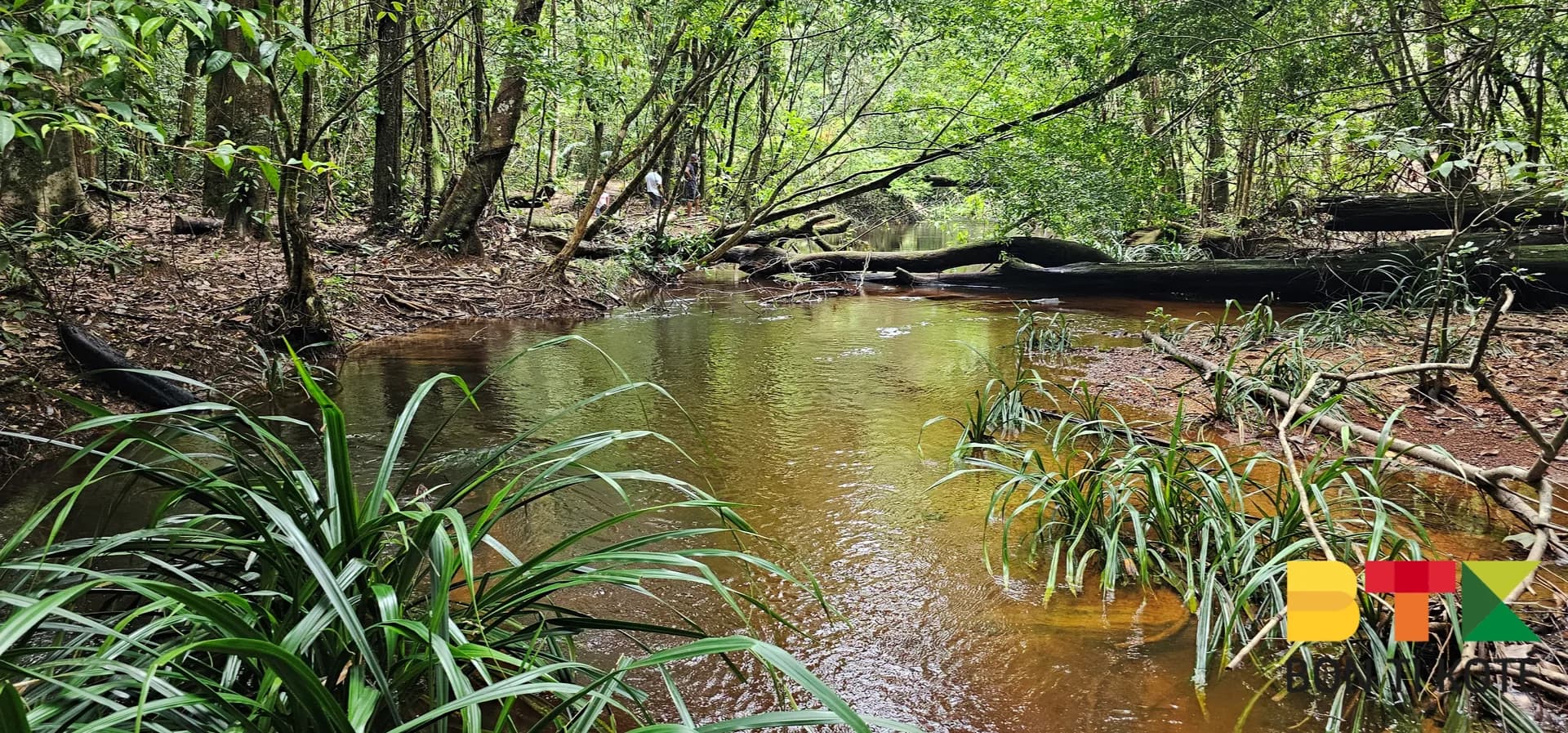 La Crique Couleuvre : Un Coin Sauvage et Précieux à Macouria