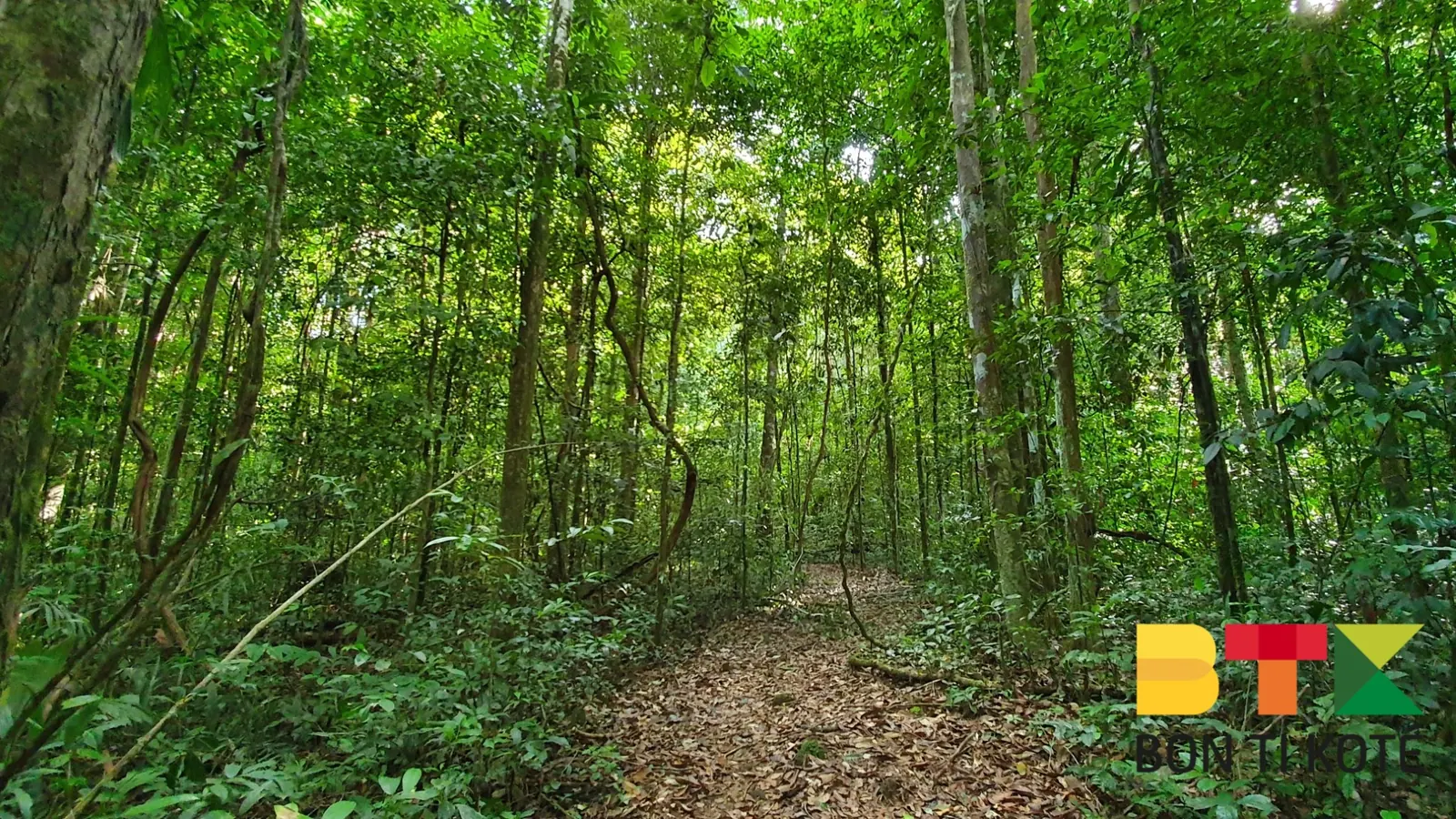 Découverte du Sentier de Gobaya Soula, Maripasoula — photo 5