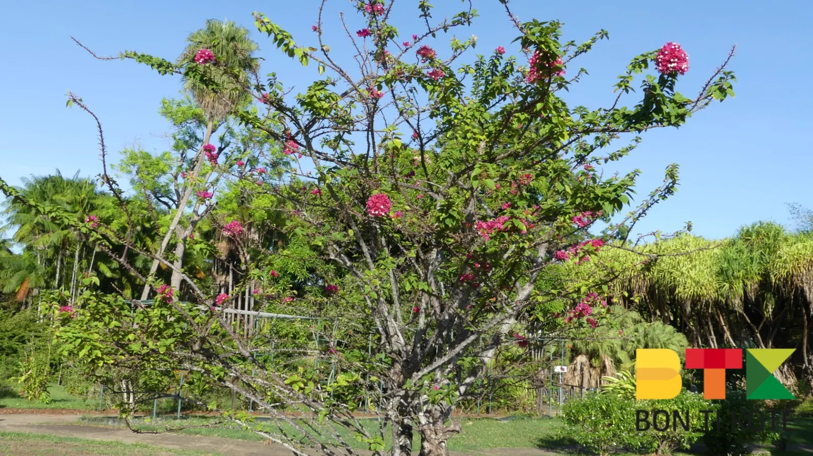 Le jardin botanique de Cayenne, Cayenne — photo 1