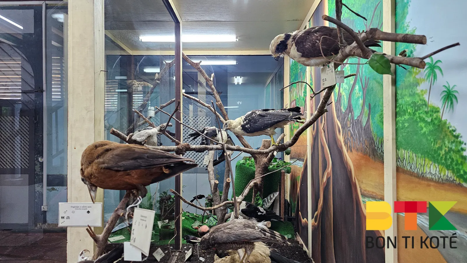 Le Musée Franconie : Un Trésor Culturel de la Guyane, Cayenne — photo 1