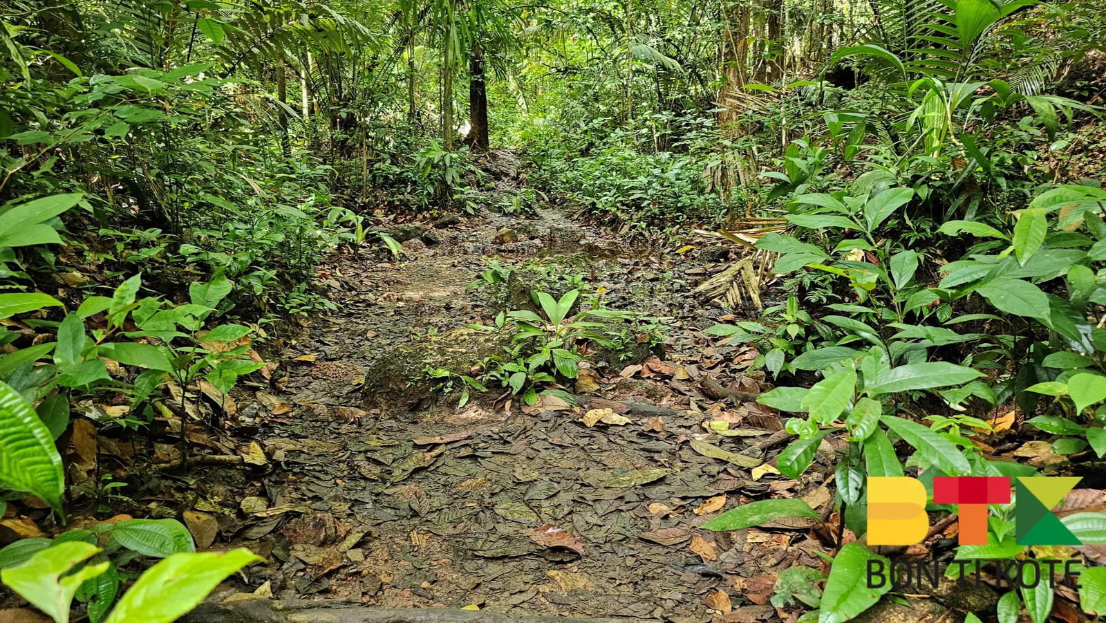 Le Sentier de la Montagne des Singes à Kourou, Kourou — photo 3