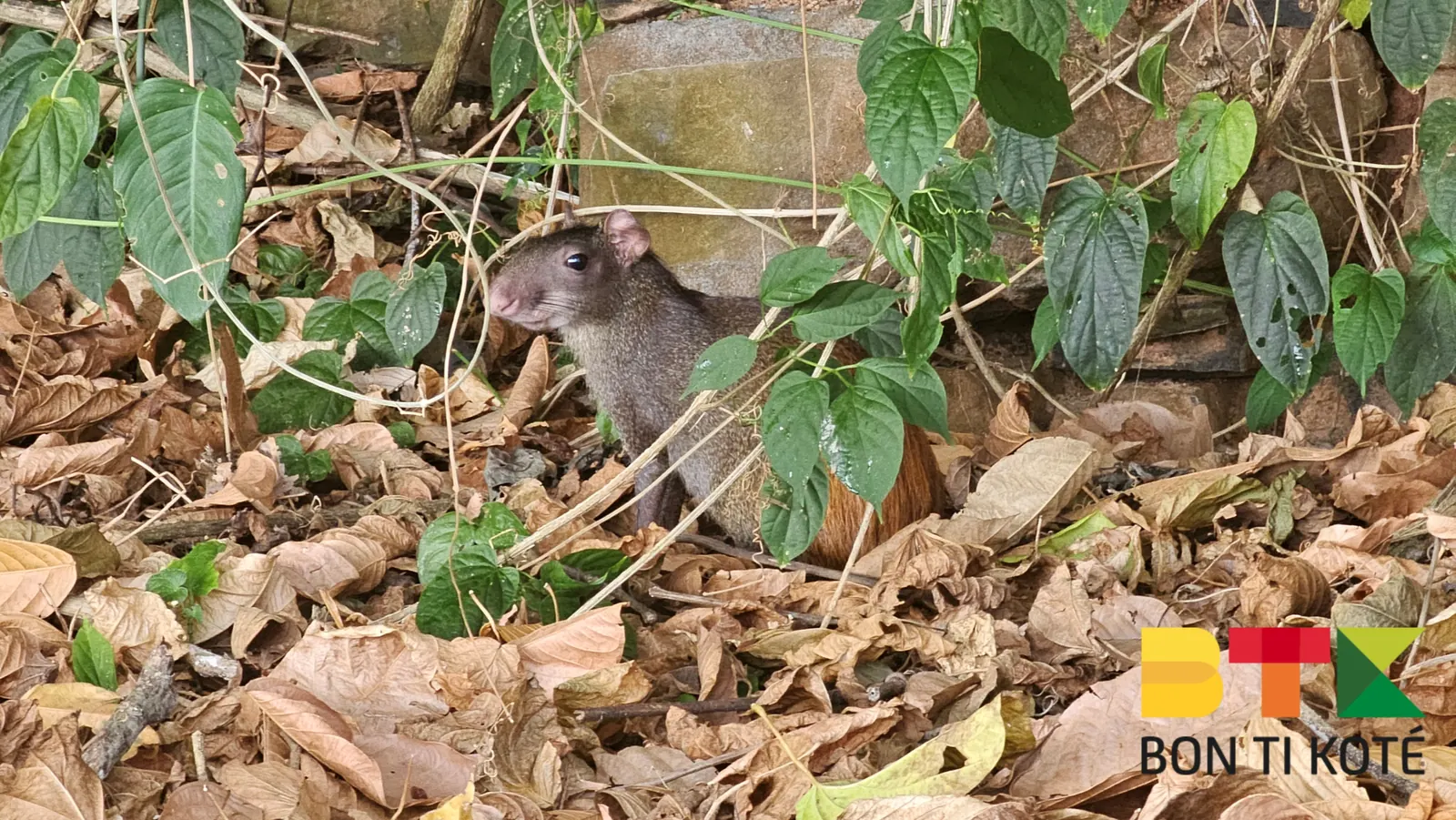 L’Îlet la Mère : entre faune et histoire, Cayenne — photo 2