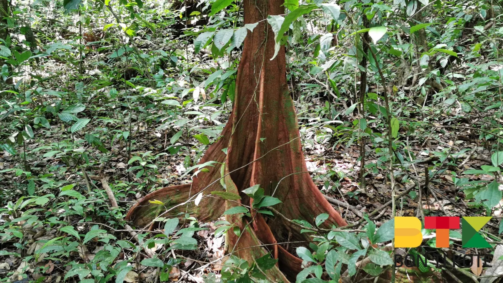 Sentier de la réserve naturelle trésor, Roura — photo 2