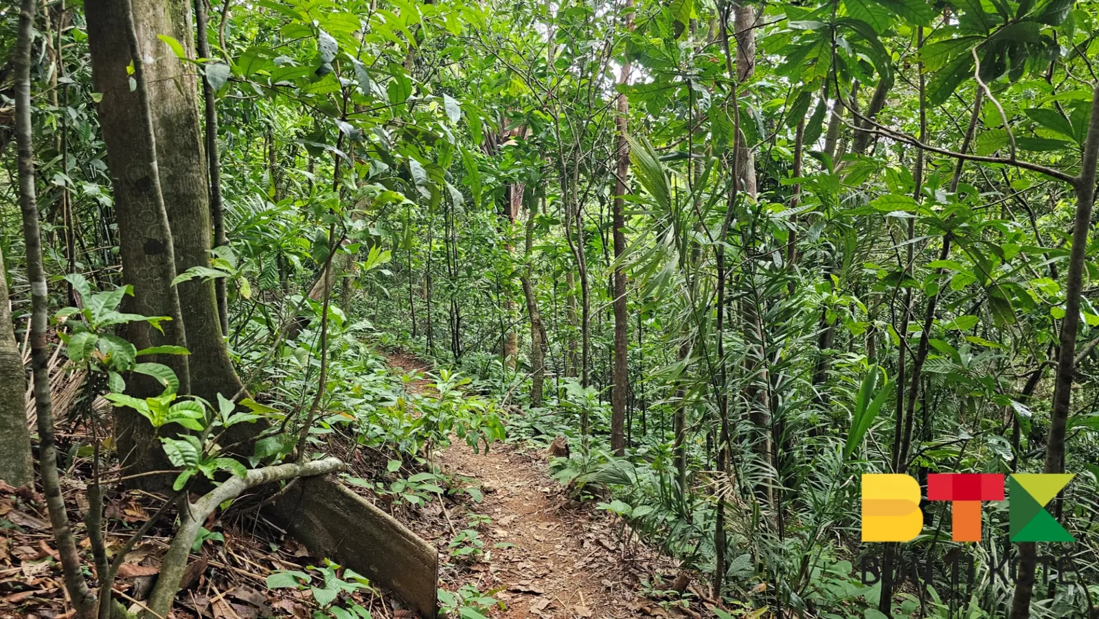Sentier Montagne Topu : Une Rando Facile en Guyane, Remire-Montjoly — photo 2