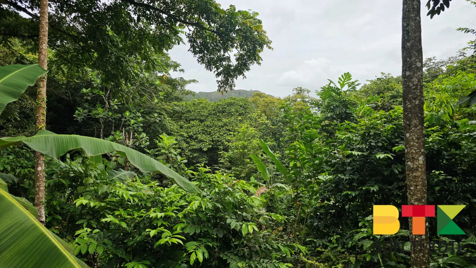 Sentier Montagne Topu : Une Rando Facile en Guyane, Remire-Montjoly — photo 3