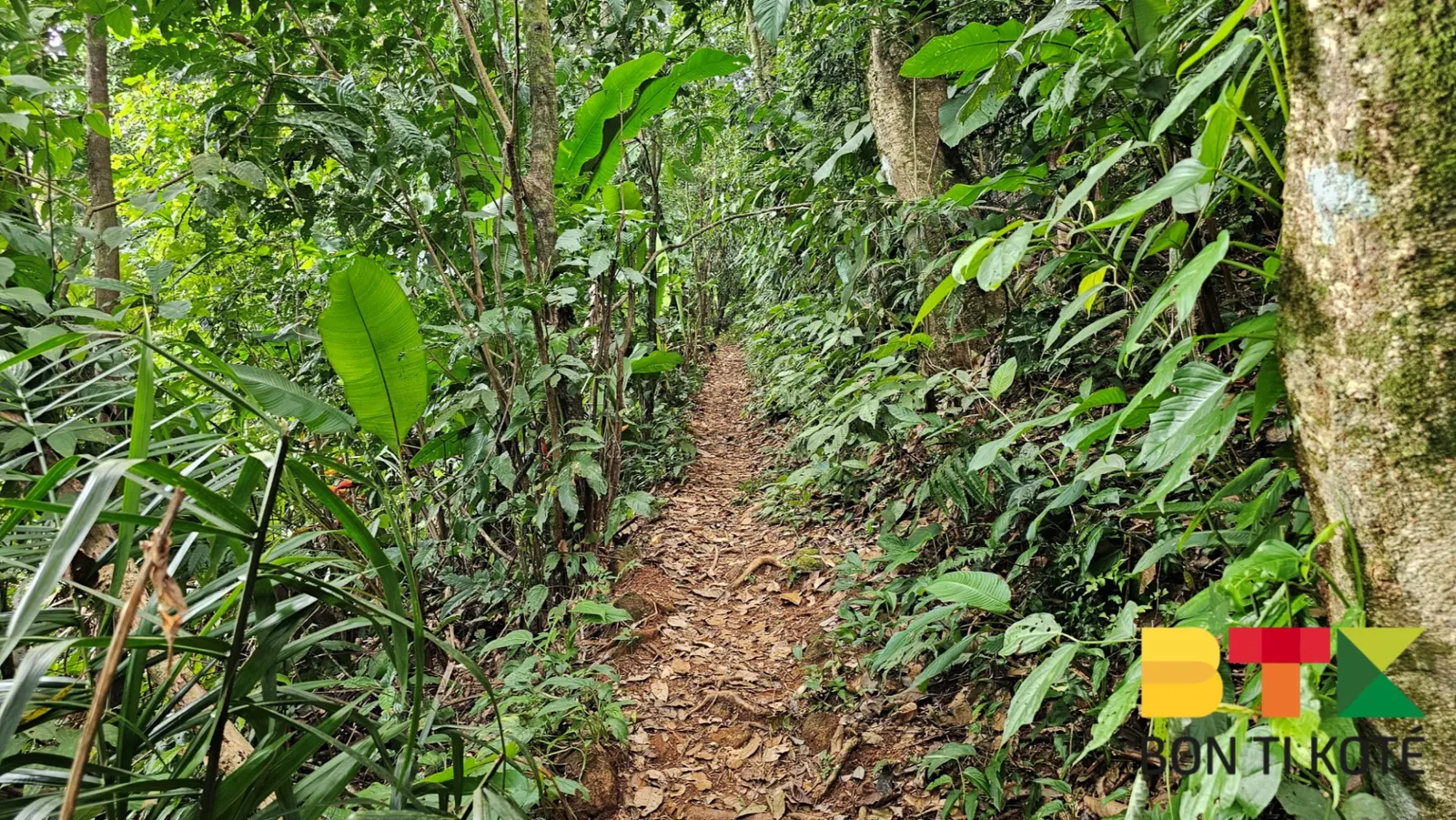 Sentier Montagne Topu : Une Rando Facile en Guyane, Remire-Montjoly — photo 4