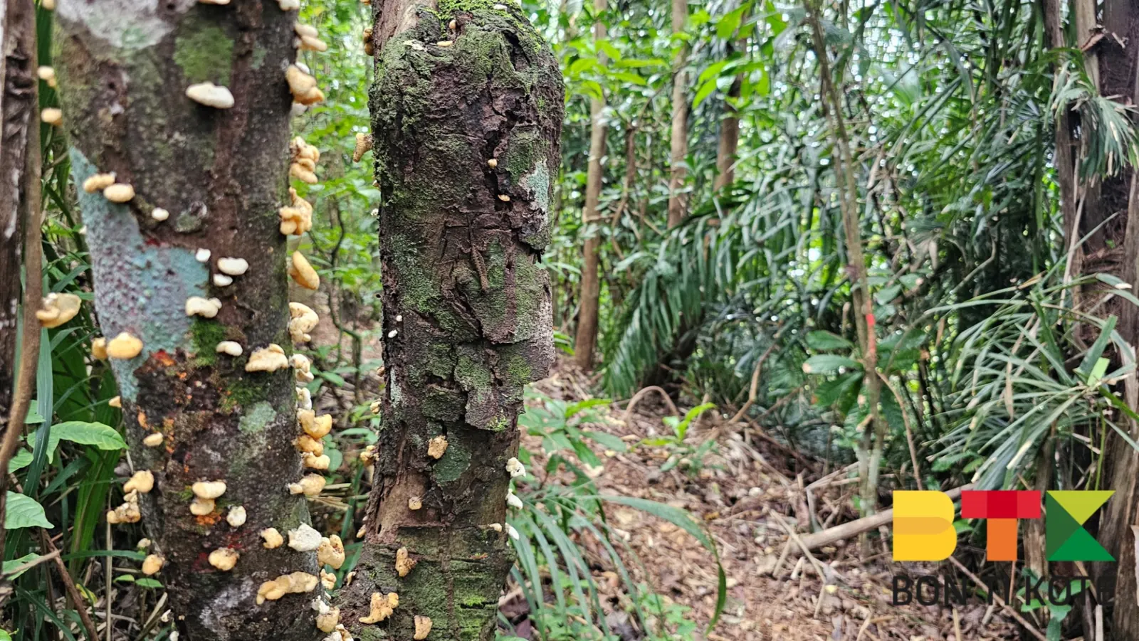 Sentier Montagne Topu : Une Rando Facile en Guyane, Remire-Montjoly — photo 5