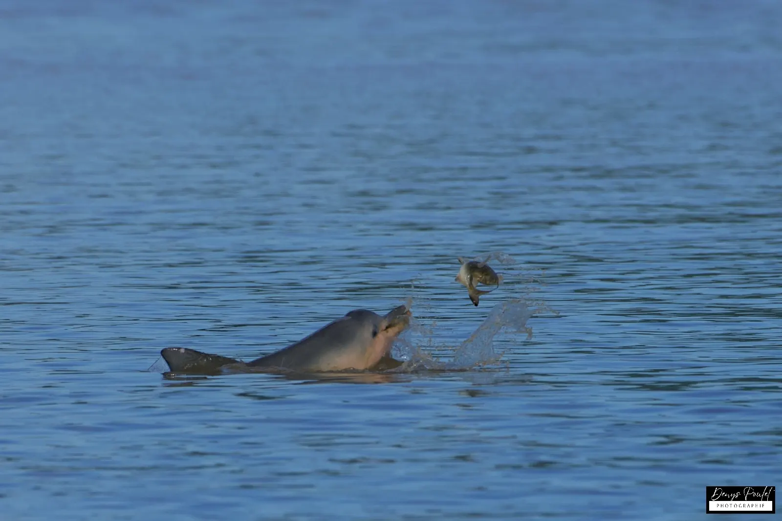 Excursion en bateau vers l’Îlet la Mère : Nature, Histoire et Rencontre avec les Saïmiris et les Dauphins Sotalies, La Mère, French Guiana — photo 2