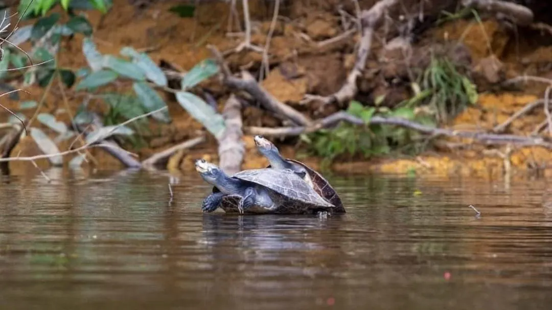 Cacao en pirogue par la rivière la Comté, Roura 97352, French Guiana — photo 2