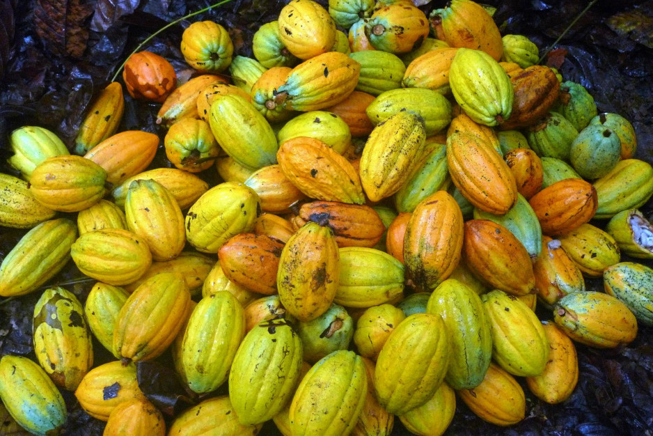 ARTISAN CHOCOLATIER EN GUYANE : CACAO D'AMAZONIE